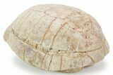 Inflated Fossil Tortoise (Stylemys) - South Dakota #355959-3